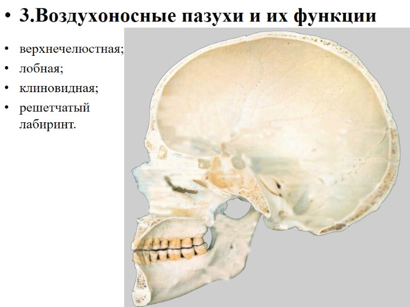 3.Воздухоносные пазухи и их функции верхнечелюстная; лобная; клиновидная; решетчатый лабиринт.